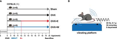 Passive exercise is an effective alternative to HRT for restoring OVX induced mitochondrial dysfunction in skeletal muscle